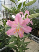 [1792 Sanna No01.JPG]